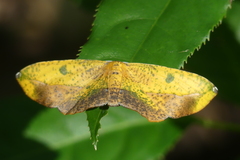 Omiza pachiaria
