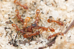 Colobostruma sisypha