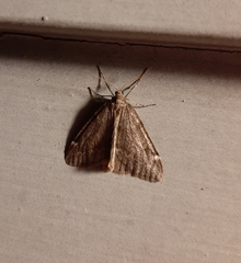Alsophila pometaria