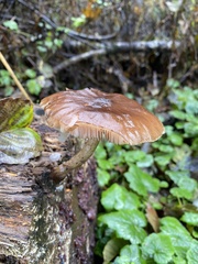 Pluteus exilis