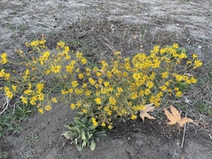 Heterotheca grandiflora