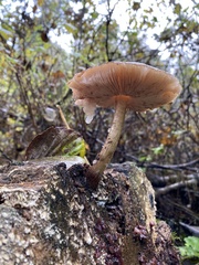 Pluteus exilis
