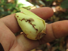 Magnolia yarumalensis