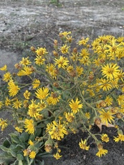 Heterotheca grandiflora