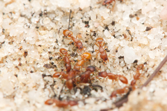 Colobostruma sisypha