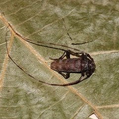 Acanthocinus obsoletus