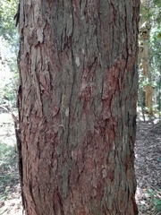 Corymbia intermedia