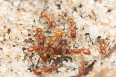 Colobostruma sisypha