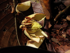 Magnolia yarumalensis