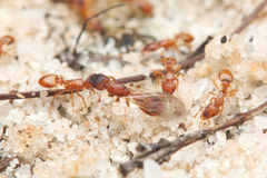 Colobostruma sisypha