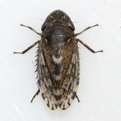 Anoscopus flavostriatus