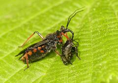 Rhynocoris annulatus