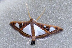 Glyphodes bivitralis