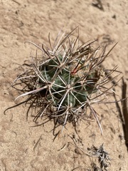 Sclerocactus cloverae