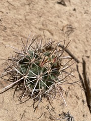 Sclerocactus cloverae