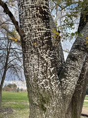 Populus alba