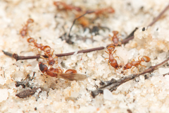 Colobostruma sisypha