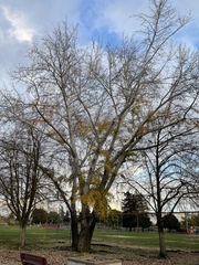 Populus alba