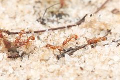 Colobostruma sisypha