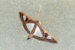 Glyphodes bivitralis