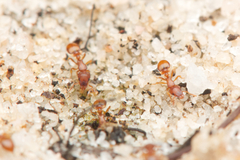 Colobostruma sisypha