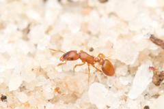 Colobostruma sisypha