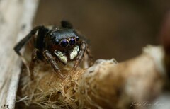 Maratus nigromaculatus