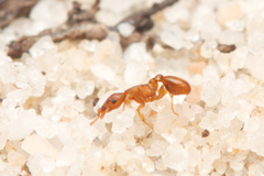 Colobostruma sisypha