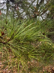 Pinus echinata