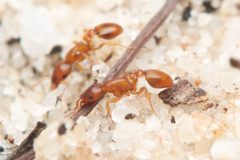 Colobostruma sisypha