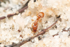 Colobostruma sisypha