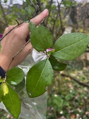 Ligustrum ovalifolium