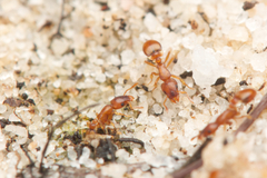 Colobostruma sisypha