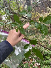 Ligustrum ovalifolium