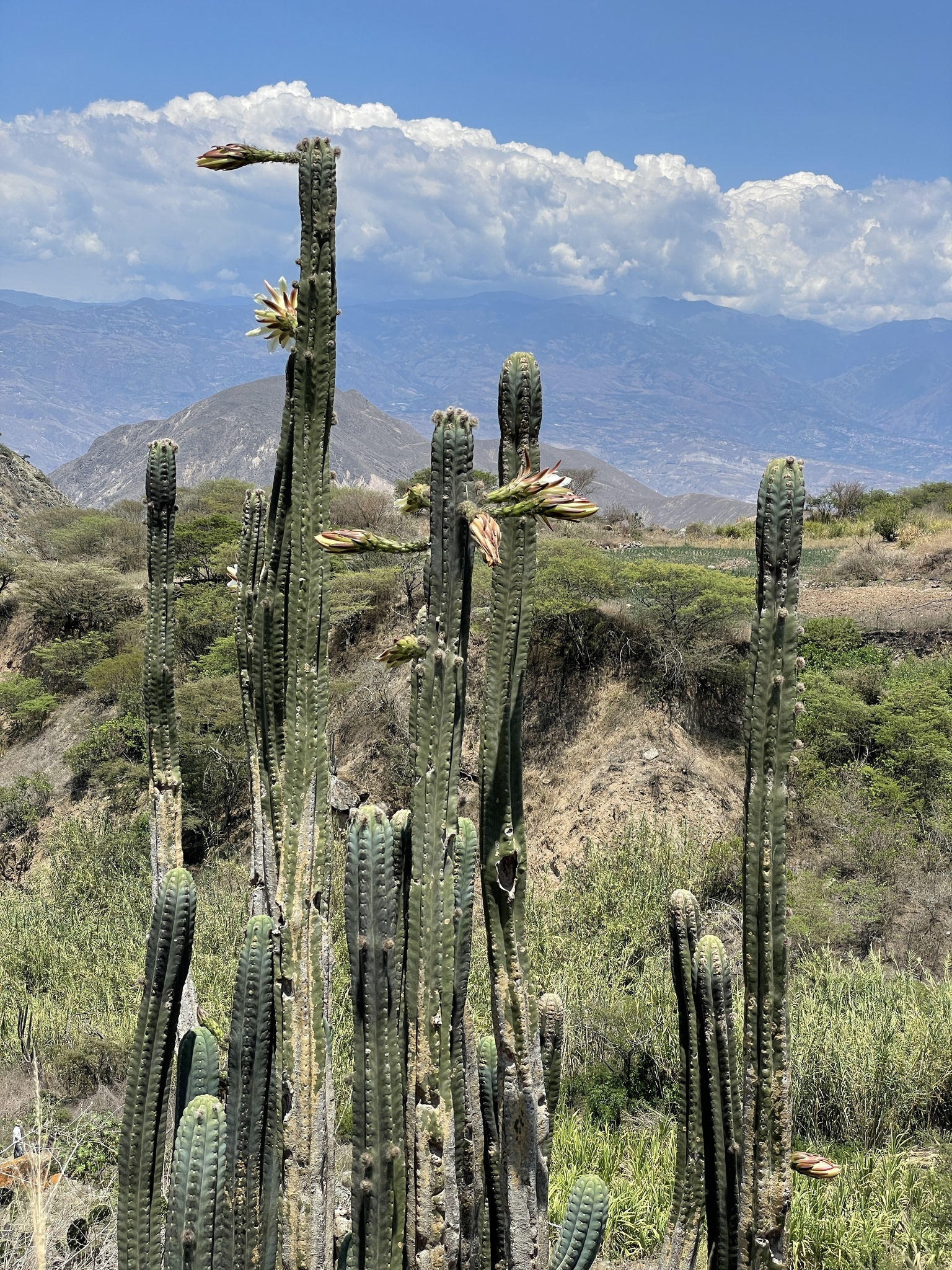 Trichocereus macrogonus image