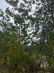 Ligustrum ovalifolium