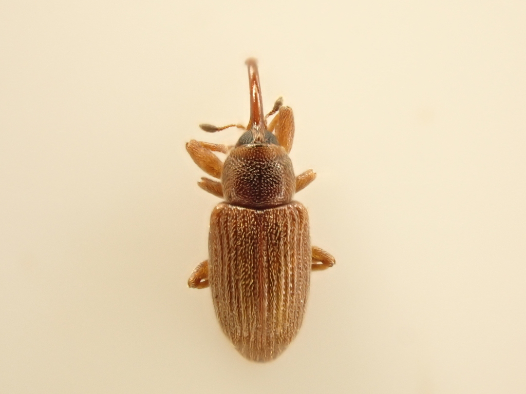 Aneuma fulvipes