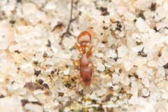 Colobostruma sisypha