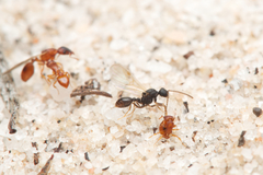 Colobostruma sisypha