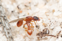 Colobostruma sisypha