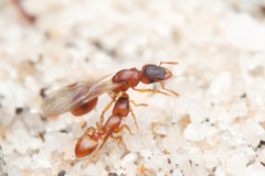 Colobostruma sisypha