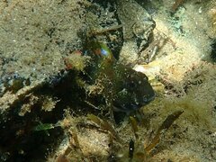 Hypsoblennius gentilis