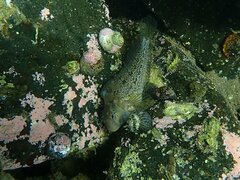 Hypsoblennius gentilis