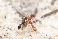 Colobostruma sisypha