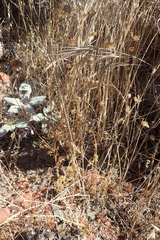Gilia capitata pacifica