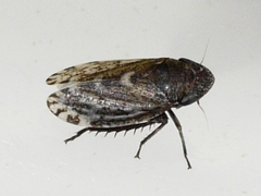 Anoscopus flavostriatus