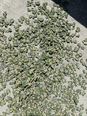 Alternanthera pungens