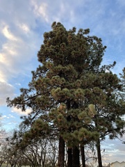 Pinus coulteri