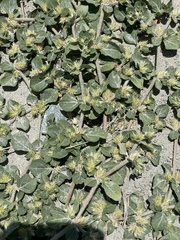 Alternanthera pungens