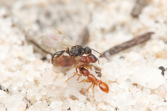 Colobostruma sisypha